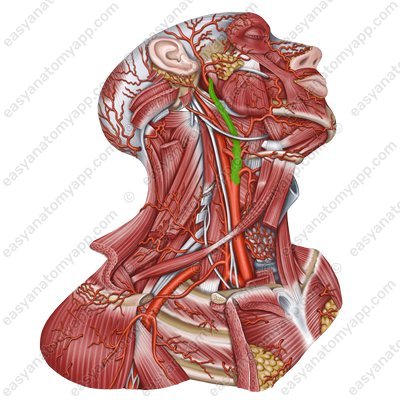 External carotid artery (a. carotis externa)